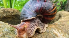 Koľko je slimák, aká je cena, kde je cena závislá